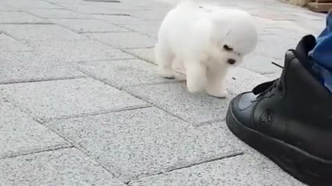 small cute puppy god