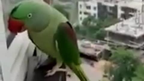 funny parrot screams to get back to his house by knocking on the window (HILARIOUS)