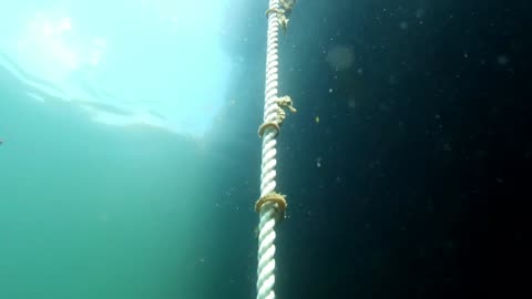 Black Sea Seahorses Wrap Around Rope