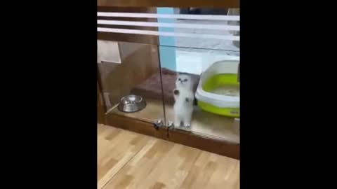 Funny cute cats and dog.