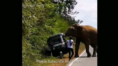 Harm to Humans From Elephant