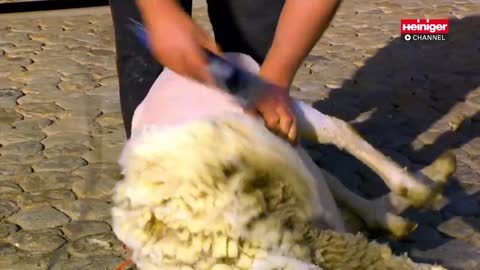 Sheep Sheared After 6 Years In The Wilderness Lost 70 Pounds