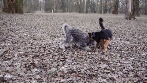 A quarrel between two dogs You will not believe what happened !!