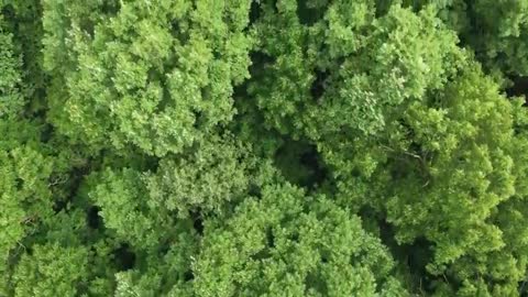 Beautiful Jungle Videos With Music - Jungle Drone Shots