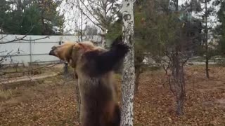 Flexible Bear Does Gymnastics