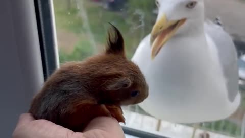 Baby Squirrel Startles Seagull Off Window Ledge 😁😁😁