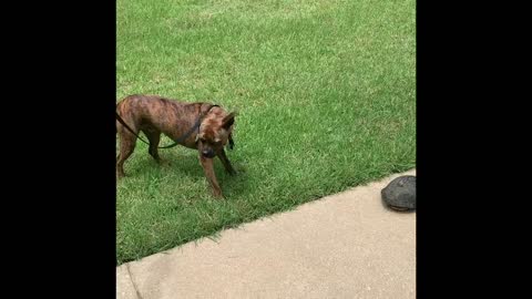 Curious pup makes a new turtle friend!