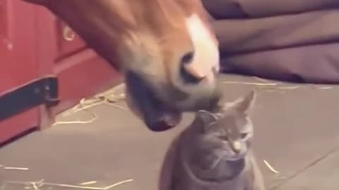 Horse and cat very funny video😍😺🐈😂