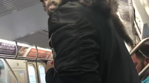 Guy has a ferret on his shoulder on subway train