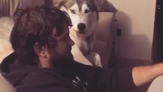 Back-Talking Husky Tries To Present Convincing Arguments