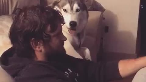 Back-Talking Husky Tries To Present Convincing Arguments