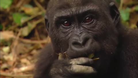 Gorilla animals for kids video in bell