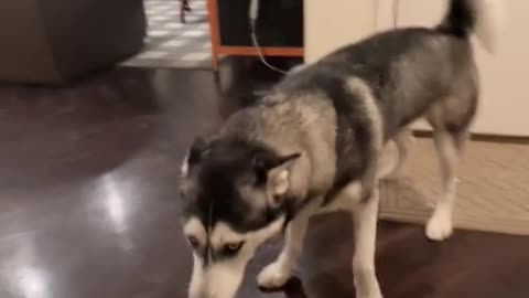 My Husky Want To Fight With Me