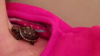 Tortoise Hatchling