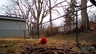 Both genders Cardinal and a big old Dove