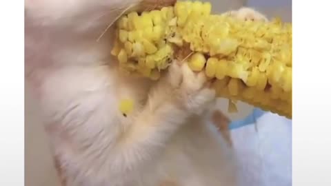 Corn-loving Cat