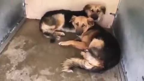 Aterrados perritos abandonados no paran de abrazarse, su destino podía ser la muerte segura