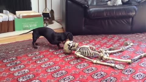 Funny dogs scared halloween and makes fun