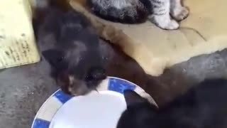 The mother keeps them while the little cats eat