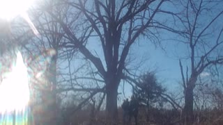 Reclaiming a giant oak tree