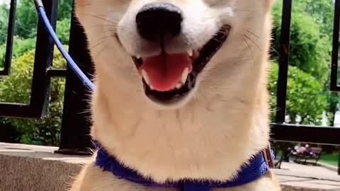 The smiling dog