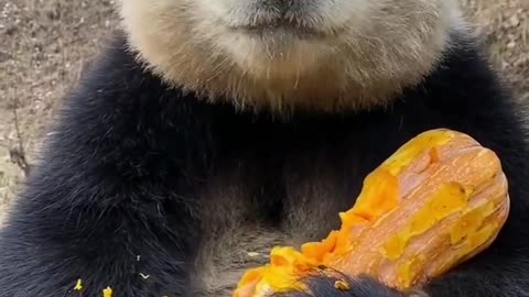 A hungry panda eating, pandas ,eatings # eating pumpkin panda
