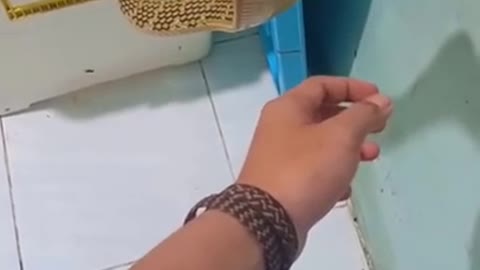 His Hand Got Too Close To A King Cobra | Guess What Happens Next