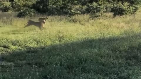 Aghast! The Brutal Moment When the Fierce Lion Couldn't Avoid The Giant Lizard Bites| Wildlife 2023