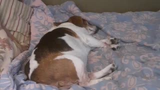Snoring Beagle