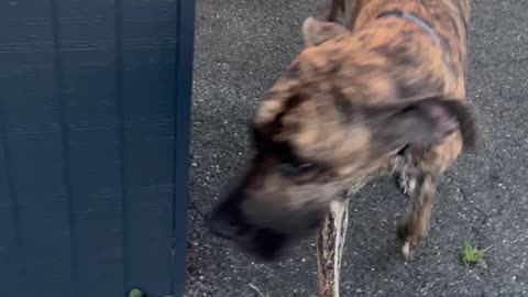 Great Dane Doesn't Understand Doors