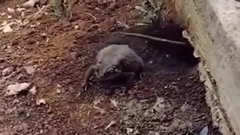 Rat kicking frog out of his house