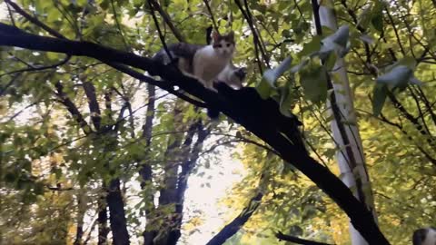 CUTE CAT STOCK FOOTAGES