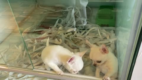 Two Cute Chihuahua Puppies Plays