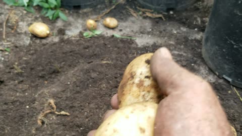 How I Harvest Potatoes Out Of Containers - 5 Gallon