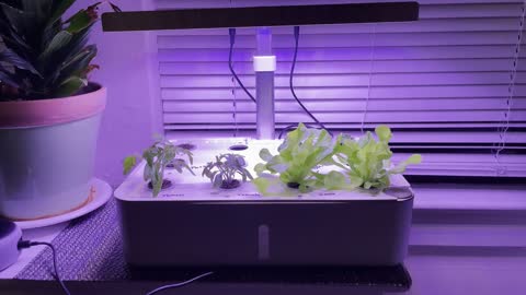 Hydroponics grow garden