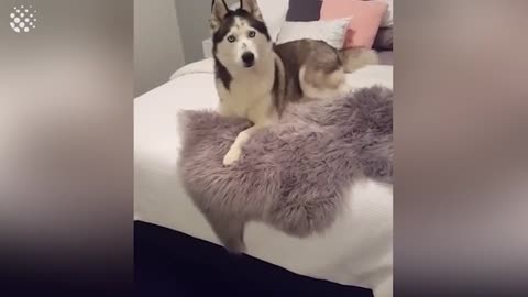 Hilarious Talking Huskies Compilation - Huskies are Awesome