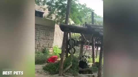 Panda Funny Show