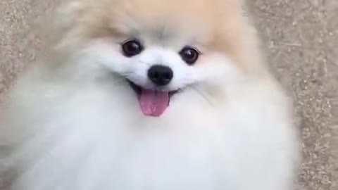 Dog funny video