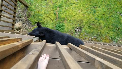 Bear Decides To Climb Balcony To Say Hello