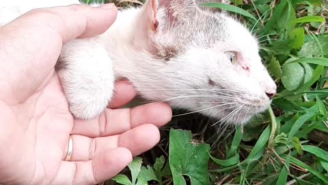 The white cat, my dearest friend