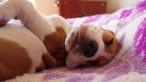 So Adorable! Sleeping Puppy Too Cute!