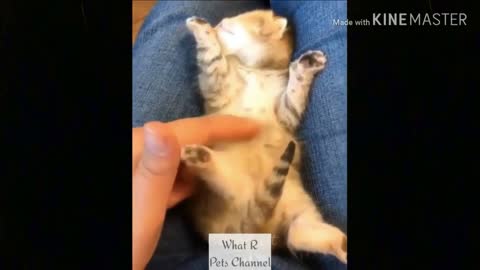 funny cat videos too cute #3