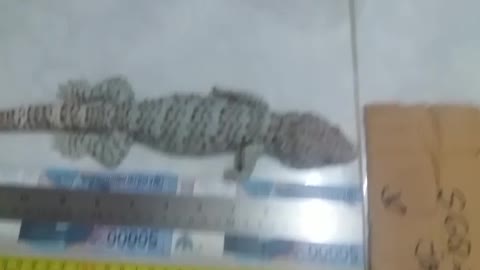 The Biggest Geckos I Have Ever Had