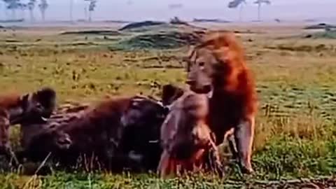 Lions Vs HHyenas From fight