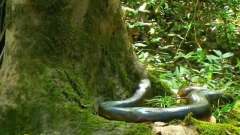 The largest and most powerful snakes in the Amazon - world compilation