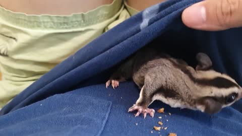 Cute sugar glider