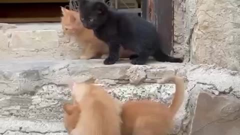 Baby Cats - Funny and Cute Cat 😻😻