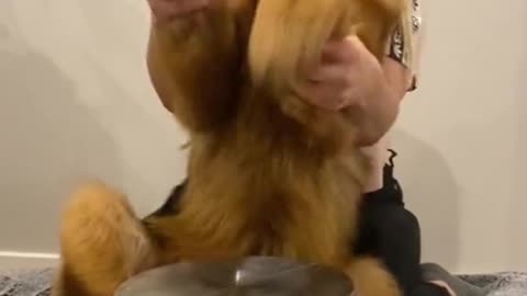 This dog is playing the tabla