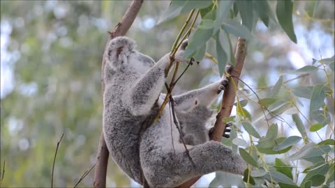 baby koala bears playing