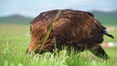 Eagle Bird Beak Feathers Plumage Animal Wildlife
